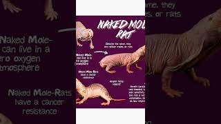 Naked Mole Rat Characteristics [upl. by Bein256]