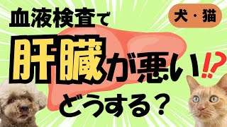 【血液検査で異常！？】肝臓の数値が高い！ 肝臓病？ 緊急？ 検査・治療は必要？ ご飯・フードを変える？ 疑問・不安を解決！ 【獣医師・愛玩動物看護師・犬・猫・動物病院・ペット・肝酵素・健康診断】 [upl. by Erasaec849]