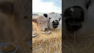 My baby cows try pumpkin pie for the first time [upl. by Ad]