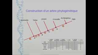 Construction dun arbre phylogénétique [upl. by Rainger]