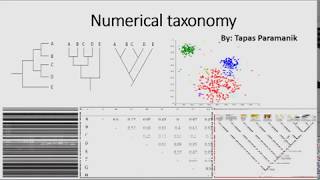 Numerical Taxonomy part2 How to construct a phenogram [upl. by Daenis]