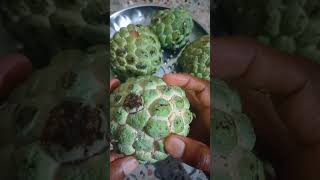 Custard Apple [upl. by Lukin]