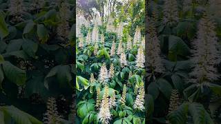 Midsummer Magic Wildlife Feasting on Bottlebrush Buckeye Aesculus Parviflora [upl. by Elodie95]