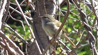 Japanese Bush Warbler  Horornis diphone  Song in Spring 2024 [upl. by Ahsinrad946]