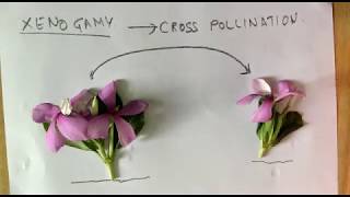 KINDS of POLLINATION AUTOGAMYGEITONOGAMYXENOGAMY [upl. by Saunders]