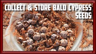 How to Collect and Store Bald Cypress Seeds [upl. by Floria]