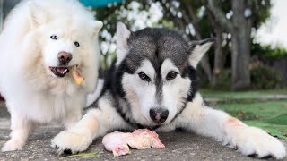 Husky Devours Raw Chicken In Seconds While Malamute Plays Catch Me If You Can asmr Bones Crunching [upl. by Bennir]