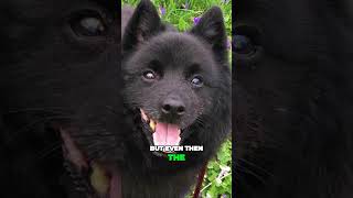 Is Schipperke Really Tailless Dog Breed [upl. by Nibas53]