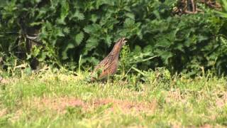 Corncrake on Uist [upl. by Rihana]