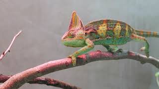 Veiled Chameleon Walking Funny and Then Changes Color [upl. by Trinette]