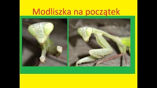 193 Jaka modliszka na początek [upl. by Eimile]