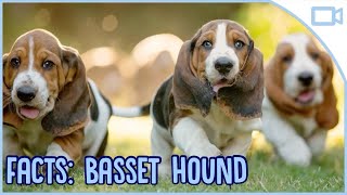 Facts About Basset Hounds [upl. by Angela957]