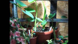 3 weeks Timelapse Colocasia Xanthosoma Caladium [upl. by Eiznekcm]