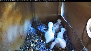 A nestling eating a centipede like spaghetti in Lesser kestrel Cam Israelבזים אדומים6521 [upl. by Hakim]