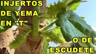 HACER INJERTO DE YEMA EN quotTquot NORMAL O DE ENCUDETE EN ARBOL FRUTAL MORERA  VIVIR EN EL CAMPO [upl. by Laius]