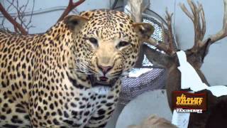 Taxidermy Time Lapse  Leopard [upl. by Ellyn]