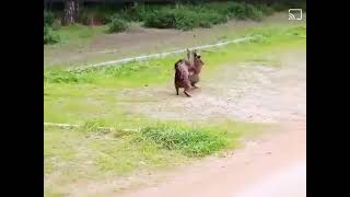 Pelea de machos de lince ibérico Lynx pardinus en celo [upl. by Araeit]