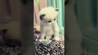 Short Funny Cat Video shorts funnycats cat catshorts [upl. by Anikas]