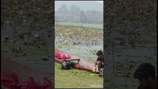 Nadru nadru erhaeeshal lotusstem dal srinagar kashmir dallake youtubevideo trending [upl. by Eidlog]