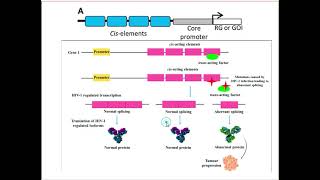 Role of Promoters enhancers and silencers in gene expression Dr Seema Menon [upl. by Maison]