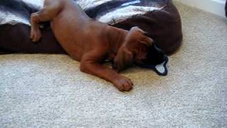 8 WEEK OLD RHODESIAN RIDGEBACK PUPPY PLAYING [upl. by Htessil573]