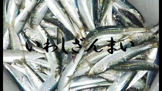 館山港にまだシイラは来ていない？って事でイワシ釣り～ anchovy fishing [upl. by Anpas]