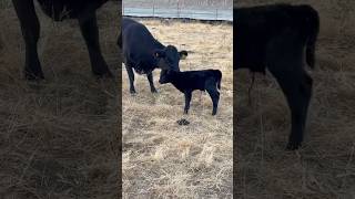 New life on the farm 🐂 blessed farming cattle foryou cute funny [upl. by Marek]