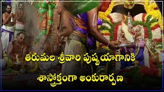 Pushpayaga Ankurarpana Ritual Done By TTD  Tirupati  Tirumala  Samayam Telugu [upl. by Danby]