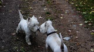 West highland white terrier Westie Bobby quotConfront your enemies avoid them when you canquot [upl. by Llertal]