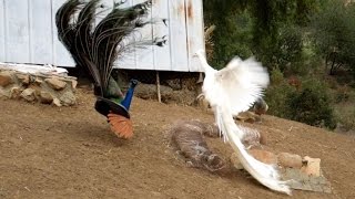 Leucistic VS Wild Type Indian Peacock Joust [upl. by Milford]