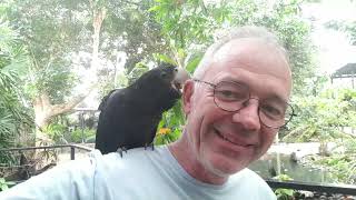 Friendly Redtailed black cockatoo at the Wildlife Habitat Port Douglas [upl. by Hnirt]