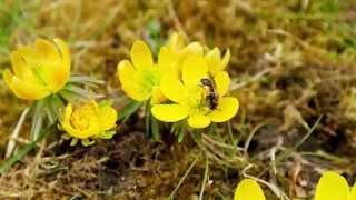 Wildbiene amp Winterling  Wild Bee on Winter Aconite [upl. by Malca]