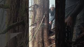 Chinese knockoff chain saw takes down MASSIVE tree [upl. by Netsirc]