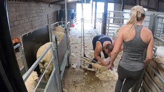 Lamb shearing [upl. by Ian]