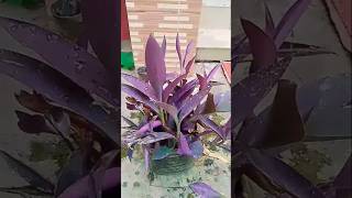 Purple heart plant propagation 💜✨houseplants plants shorts shortsviral foryou [upl. by Pasahow847]