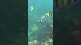 The Fascinating Life of the Yellow Longnose Butterflyfishshortsvideo uk fish trendingshorts ai [upl. by Bronwen]