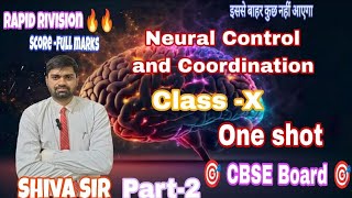 Neural control and coordination class 10thRapid revision [upl. by Atinat]