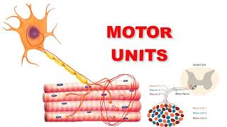 fasciculation fibrillation motor unit [upl. by Manya]