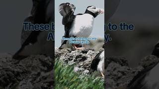 The auk The Alcidae family shortvideo shortsviral seabirds birds nature [upl. by Augy]