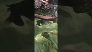 Pignosed flying turtle at Moody gardens [upl. by Tewfik]