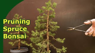 How to prune Spruce bonsai in development [upl. by Kcitrap397]