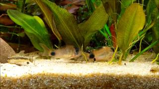 Corydoras Panda  Balzen TStellung Laichen [upl. by Niwhsa]