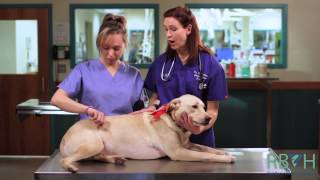 How to Check Your Pets Vital Signs [upl. by Nasya]