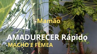 Como amadurecer o mamão mais rápido Veja o que aprendi mamão macho x mamão fêmea [upl. by Aened685]