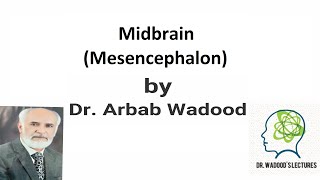 Mesencephalon anatomy  midbrain or mesencephalon  Neuroanatomy Lecture 11 By Dr Arbab Wadood [upl. by Branden365]