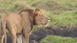 Lions Roaring  Male Lion vs Lioness [upl. by Areyk]