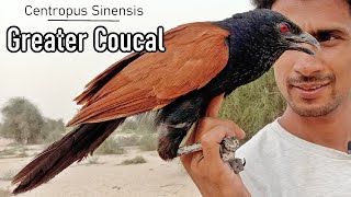 Greater coucal Crow Pheasant Centropus sinensis AZ Information [upl. by Alton]