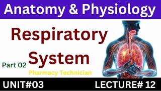 Respiratory System  Anatomy And Physiology  Pharmacy Technician [upl. by Aleacin]