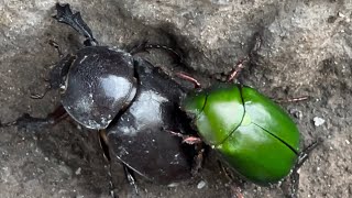 Two insects fight for a place to live [upl. by Otis]