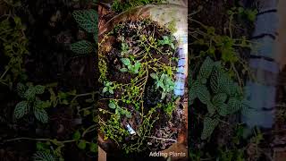 Making a Terrariumterrarium plants vivarium paludarium terrariumdesign reptile bioactive [upl. by Benia]